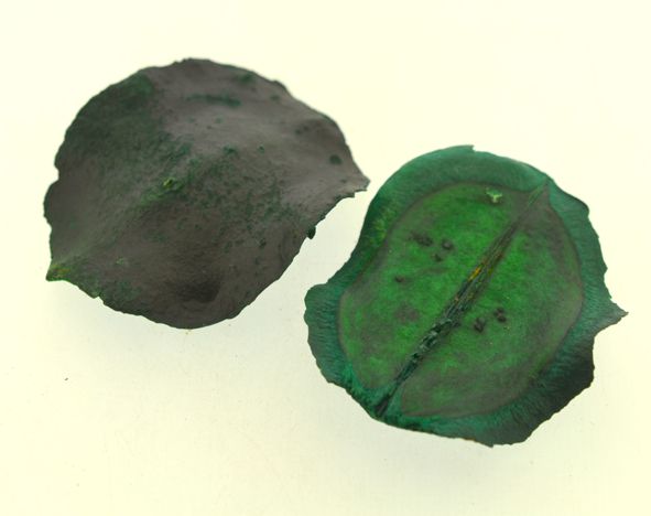 Boca de sapo mini (casca jacarandá) - Verde (5 Peças)